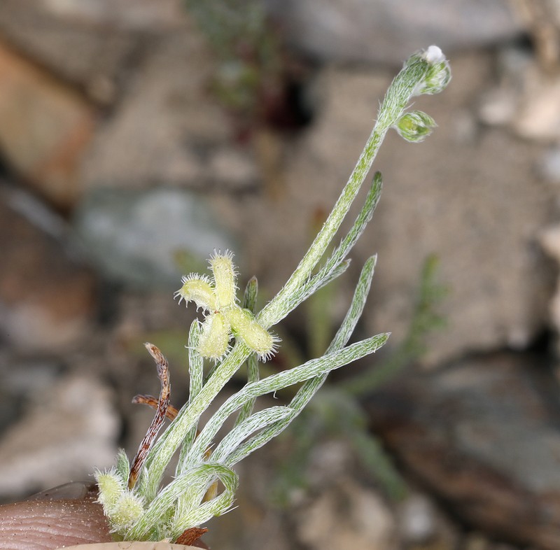 Chuckwalla Combseed photo 3