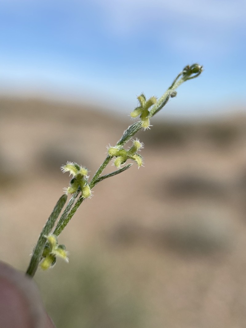 Chuckwalla Combseed photo 4