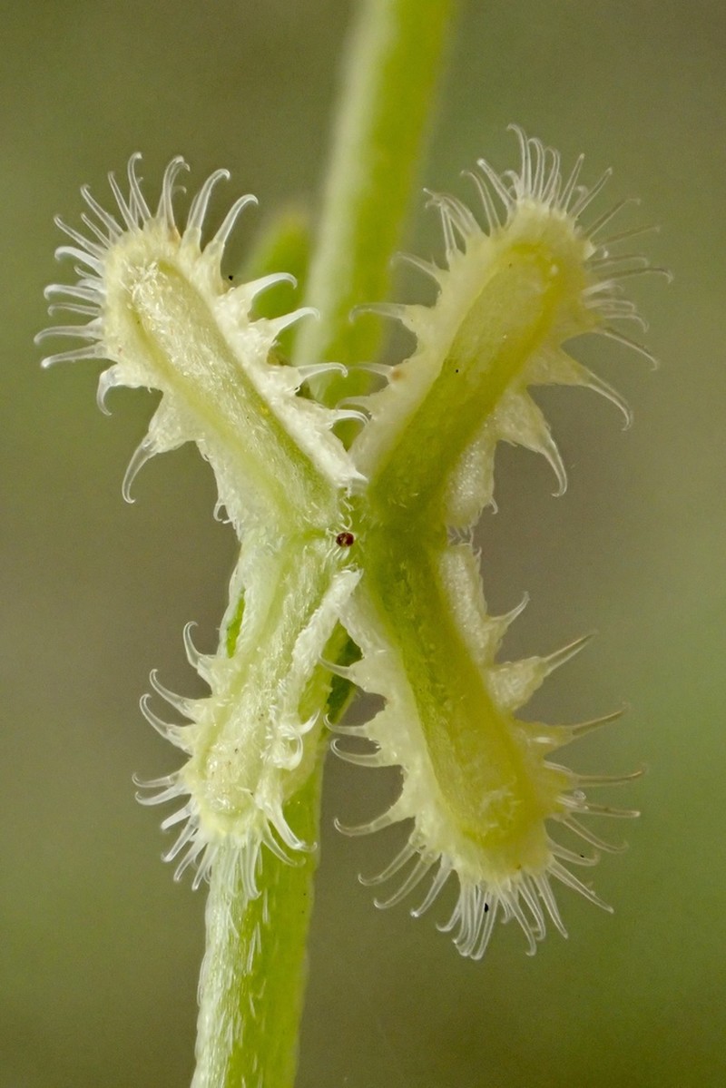 Sagebrush Combseed