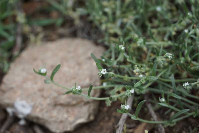 Sagebrush Combseed photo 2