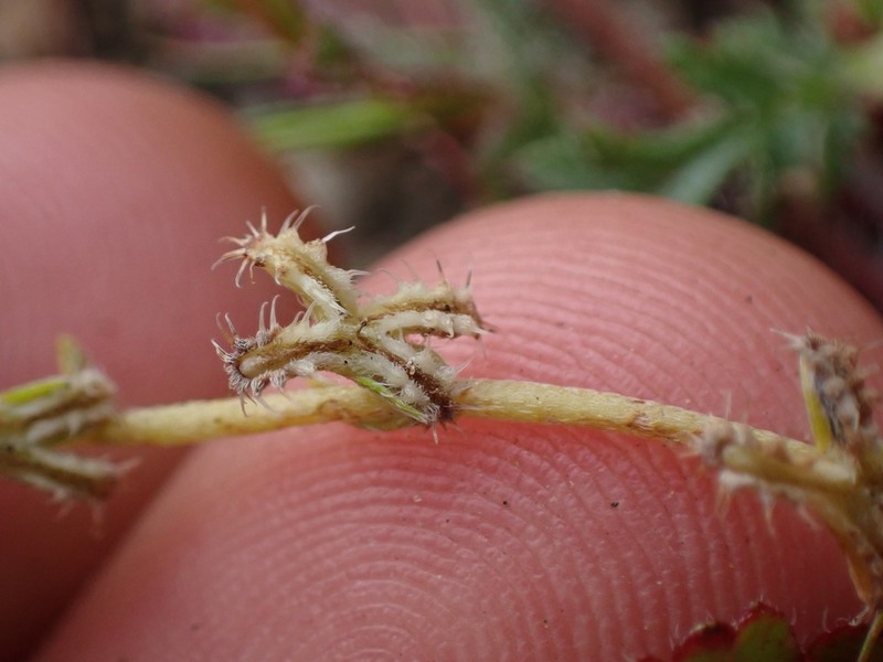 Sagebrush Combseed photo 3
