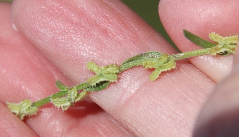 Sagebrush Combseed photo 4
