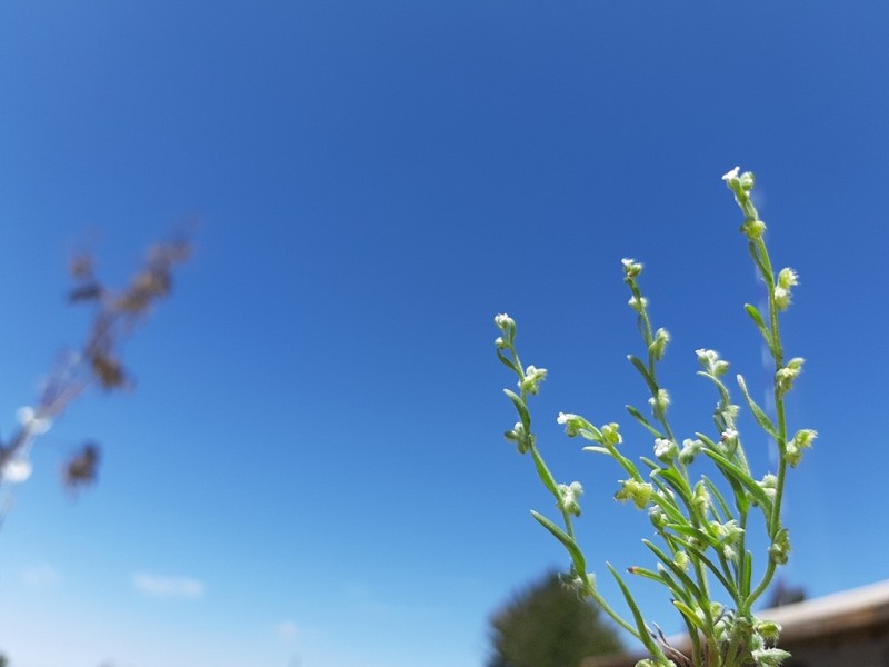 Sagebrush Combseed photo 5