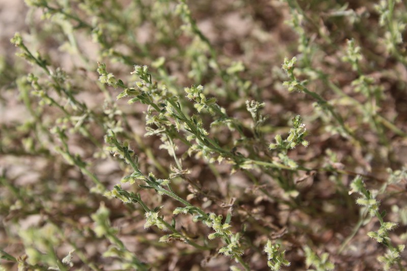 Sagebrush Combseed photo 6