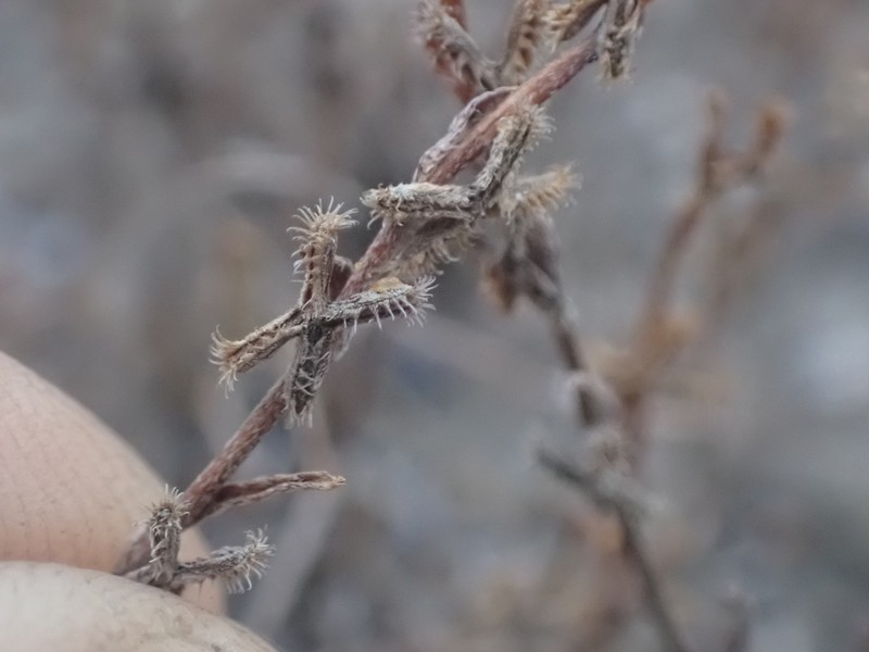 Sagebrush Combseed photo 7