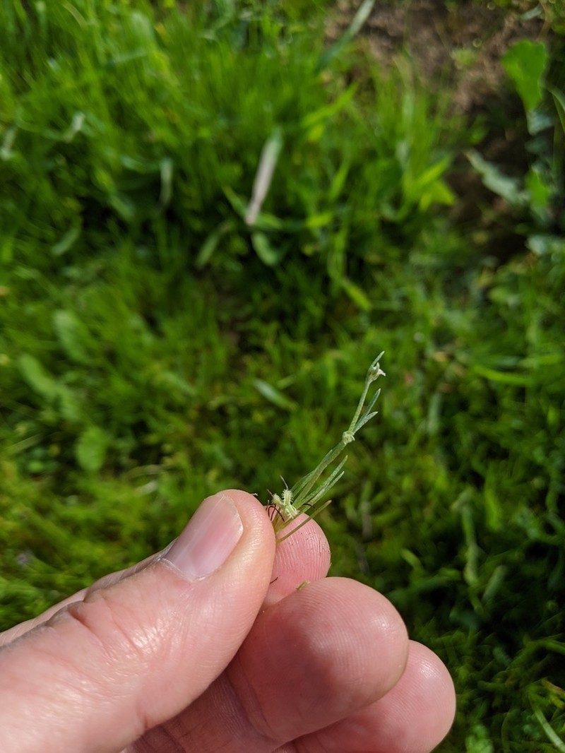 Sagebrush Combseed photo 8