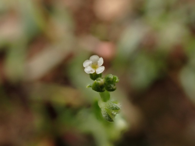 Pectocarya linearis subsp. ferocula