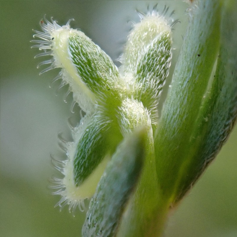 Pectocarya linearis subsp. ferocula photo 2
