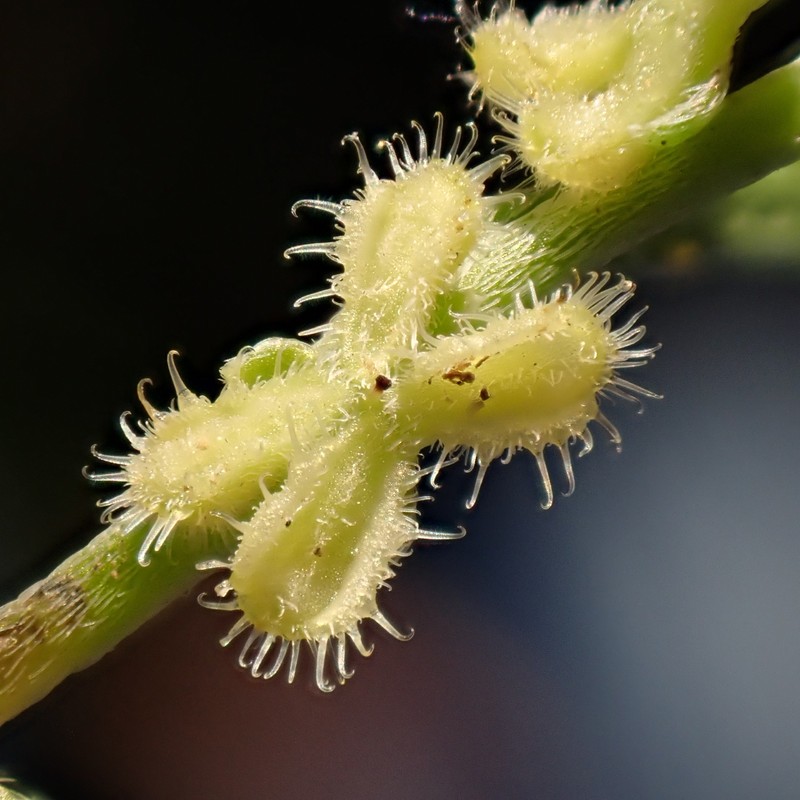 Pectocarya linearis subsp. ferocula photo 3