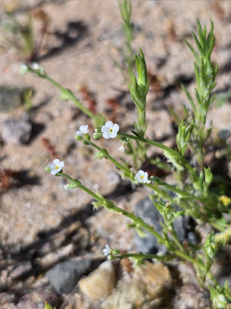 Pectocarya linearis subsp. ferocula photo 4