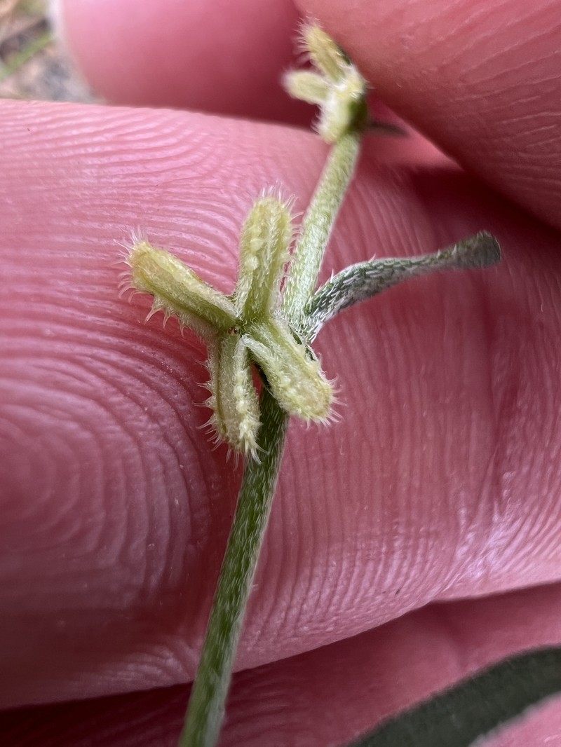 Pectocarya linearis subsp. ferocula photo 6