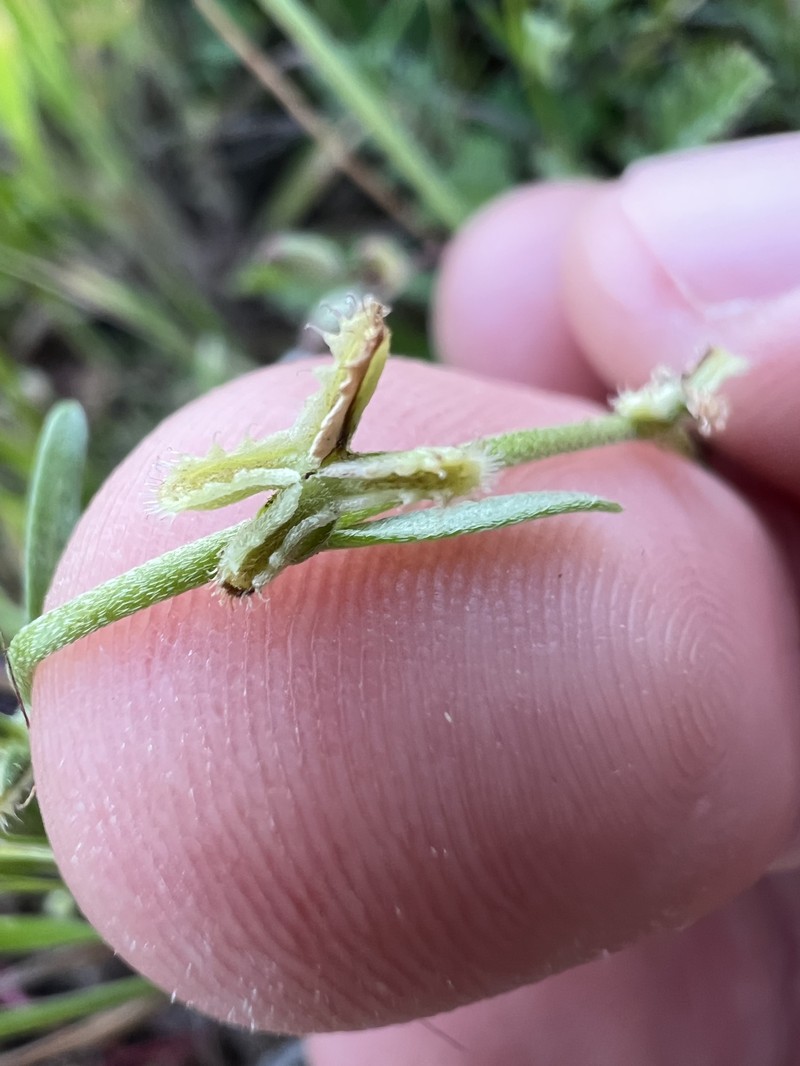 Pectocarya linearis subsp. ferocula photo 7
