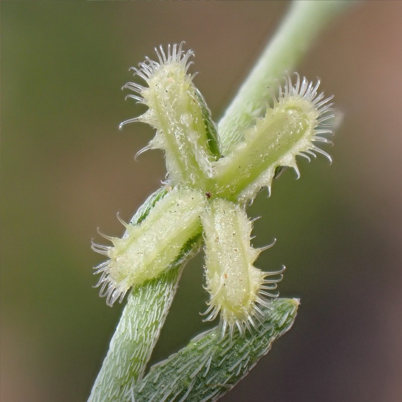 Pectocarya linearis subsp. ferocula photo 8