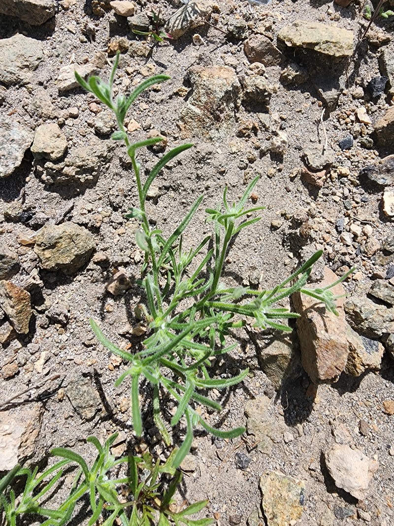 Pectocarya linearis subsp. linearis