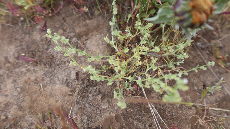 Pectocarya linearis subsp. linearis photo 2