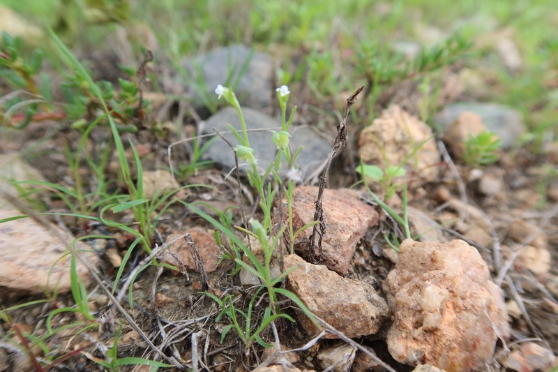 Pectocarya linearis subsp. linearis photo 3