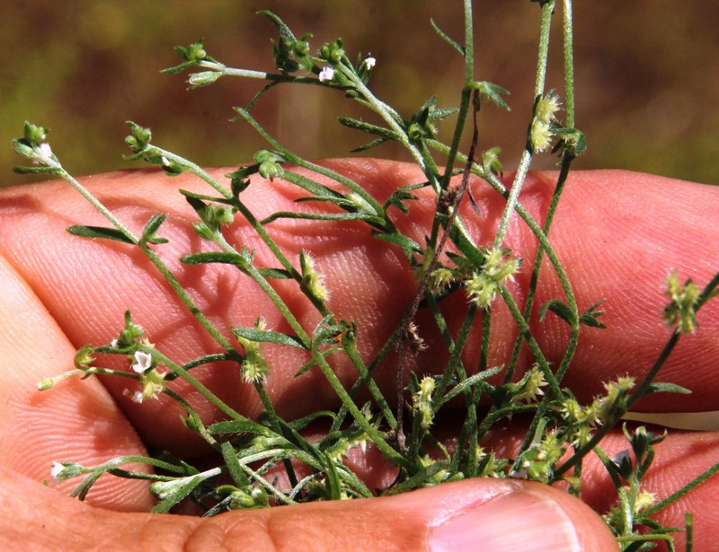 Pectocarya linearis subsp. linearis photo 4