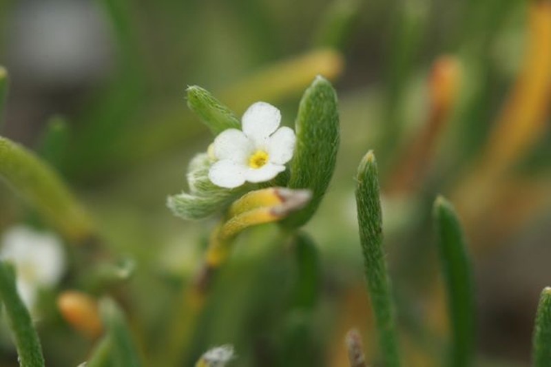 Sleeping Combseed