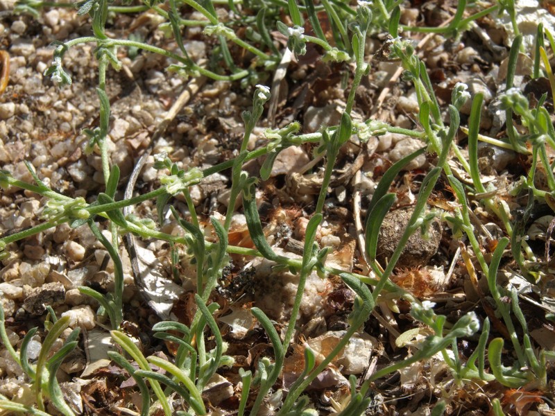 Sleeping Combseed photo 3