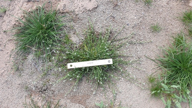 Peninsular Pectocarya photo 2