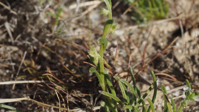 Peninsular Pectocarya photo 6