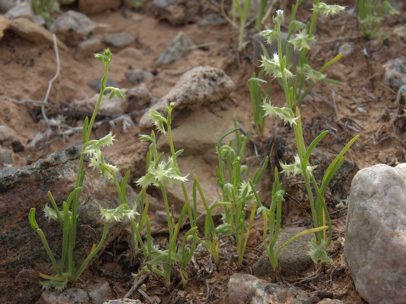 Broadfruit Combseed photo 4