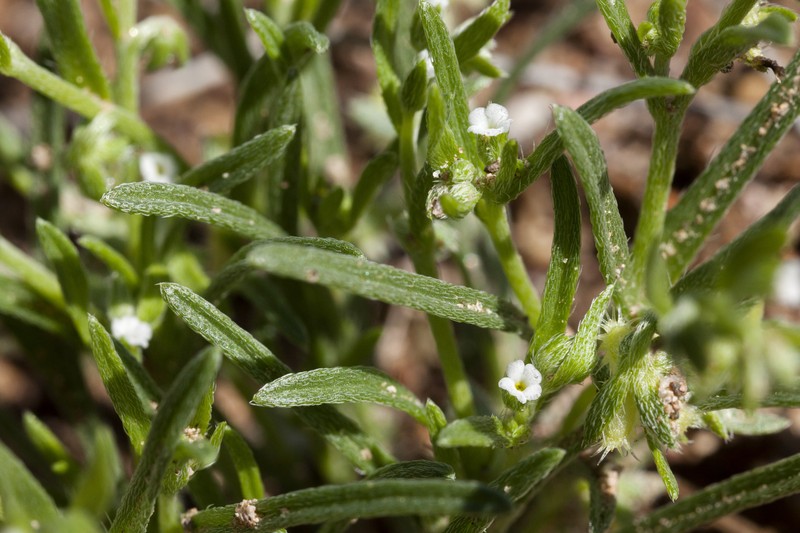 Broadfruit Combseed photo 5