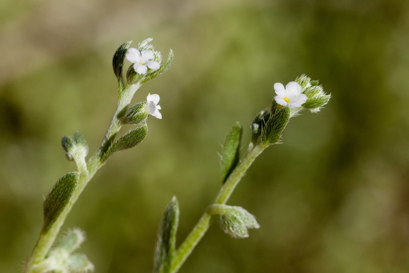 Broadfruit Combseed photo 2