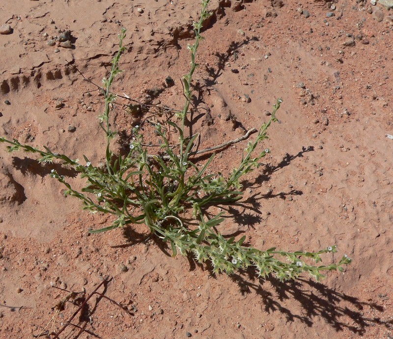 Broadfruit Combseed photo 3