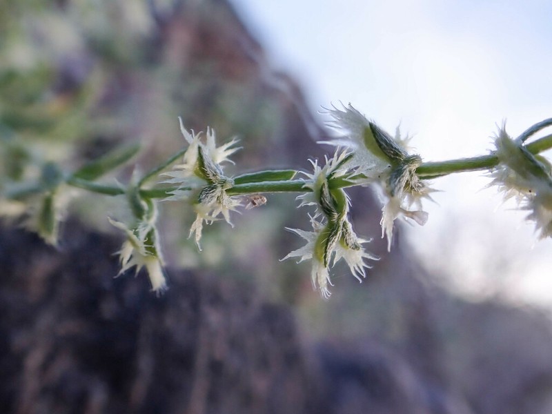 Broadfruit Combseed photo 2
