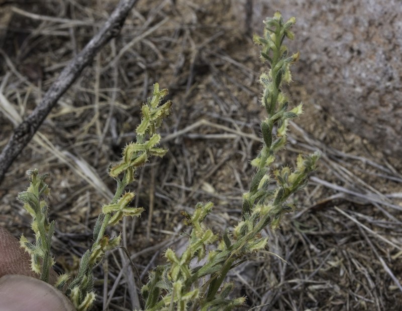Broadfruit Combseed photo 4