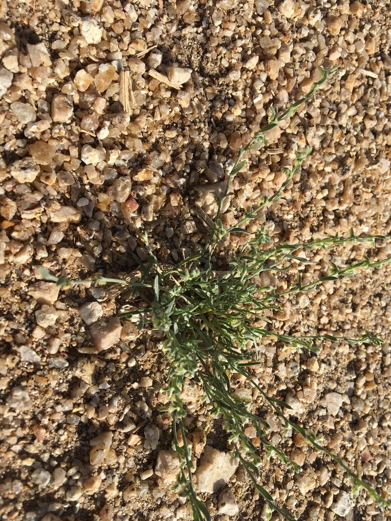 Broadfruit Combseed photo 5