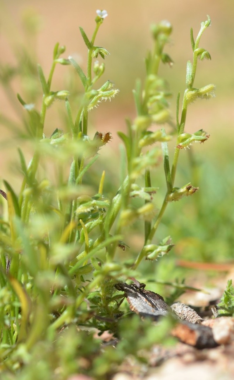 Broadfruit Combseed photo 6