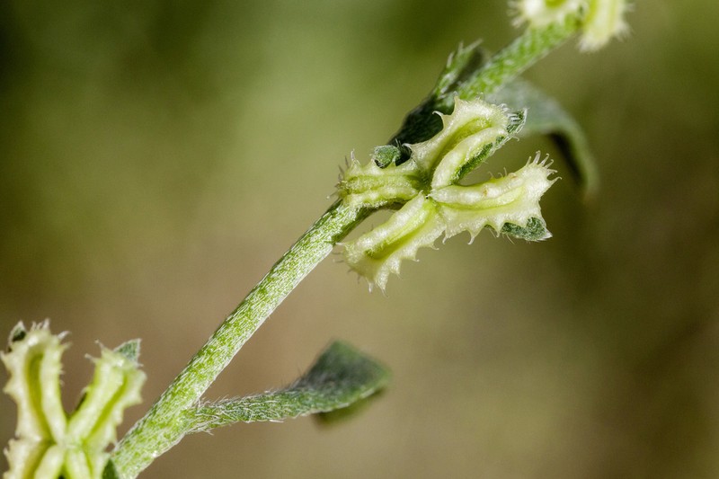 Broadfruit Combseed photo 7