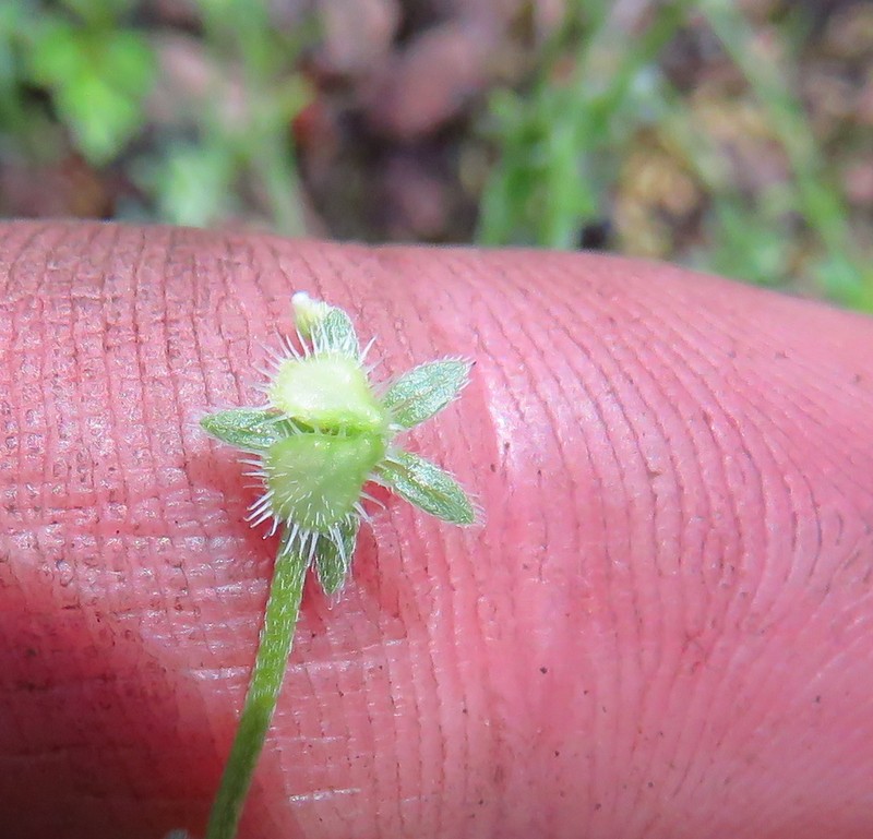 Little Combseed
