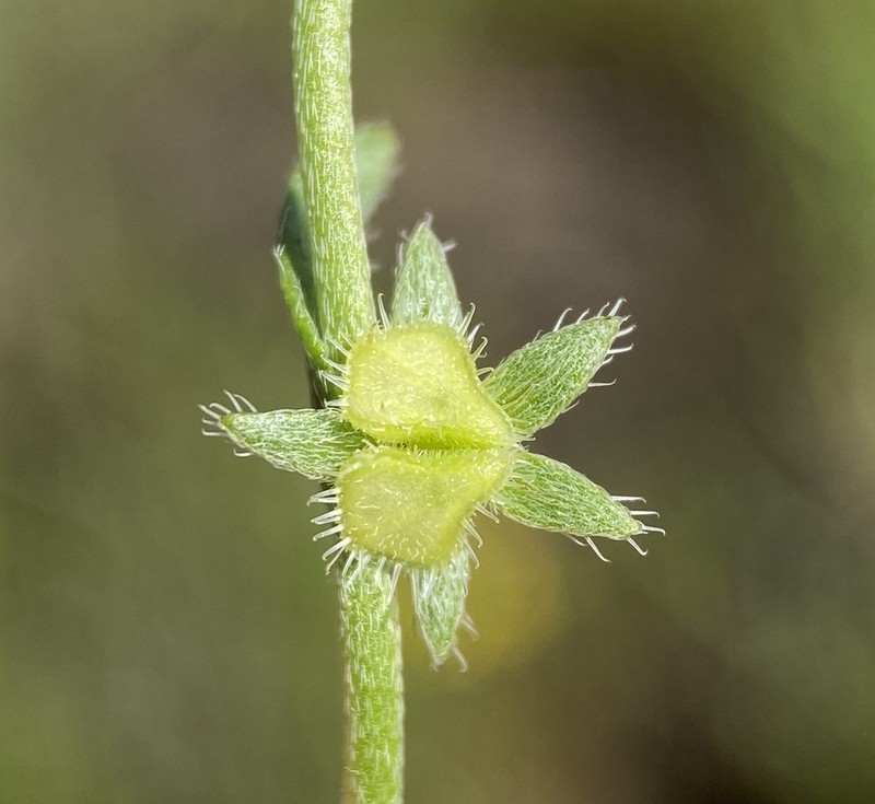 Little Combseed photo 2