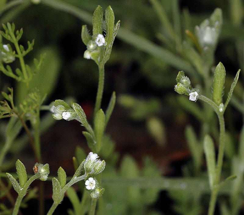 Little Combseed photo 3