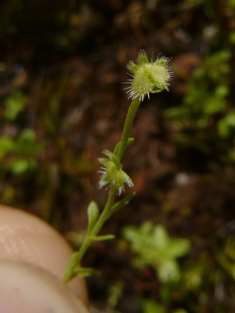 Little Combseed photo 4