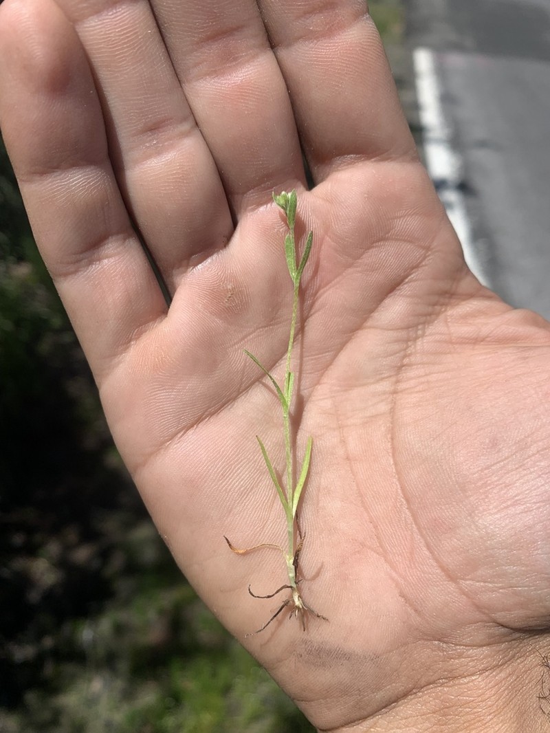 Little Combseed photo 5