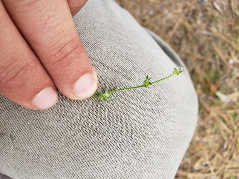 Little Combseed photo 6