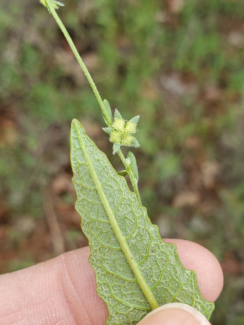 Little Combseed photo 7