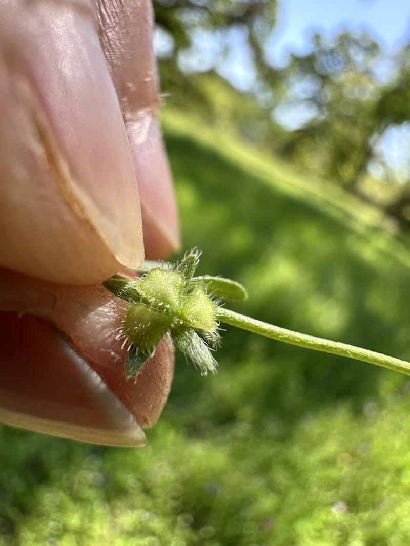 Little Combseed photo 8