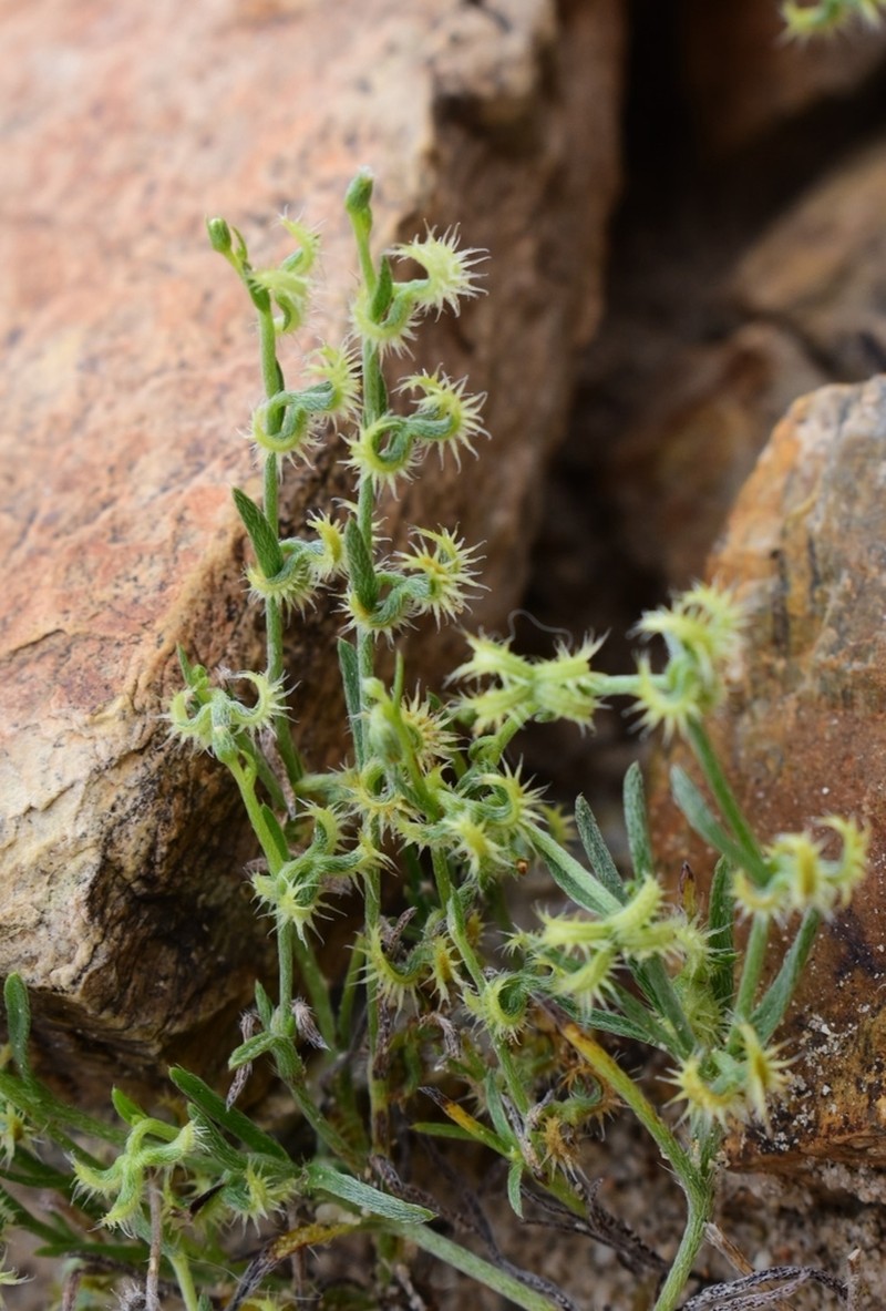 Curvenut Combseed photo 2