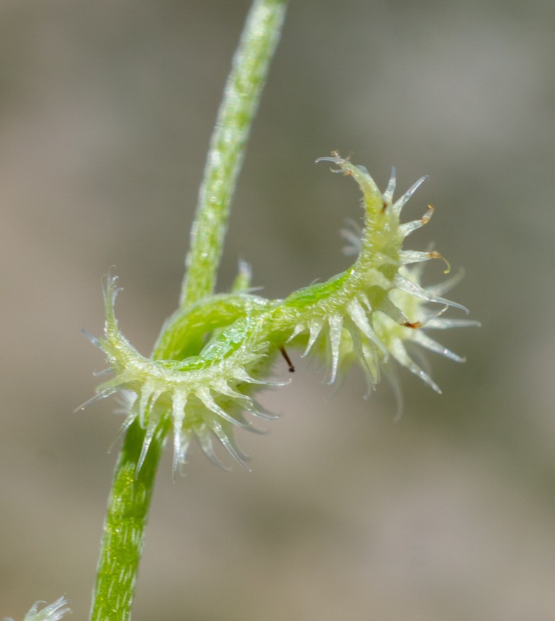 Curvenut Combseed photo 3