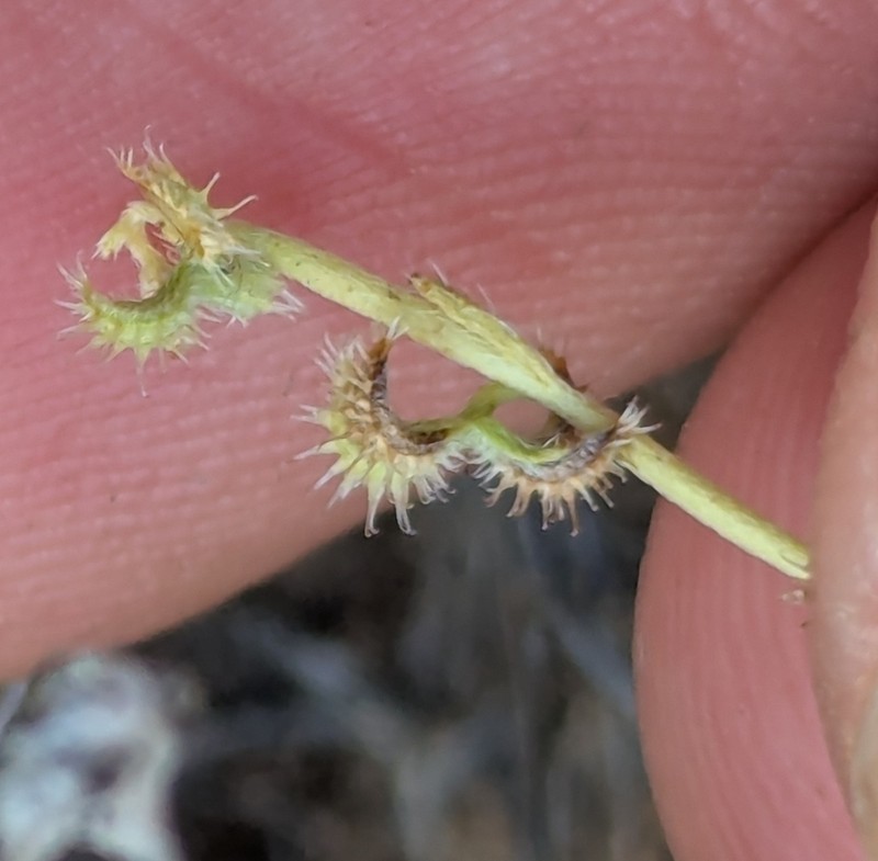 Curvenut Combseed photo 4