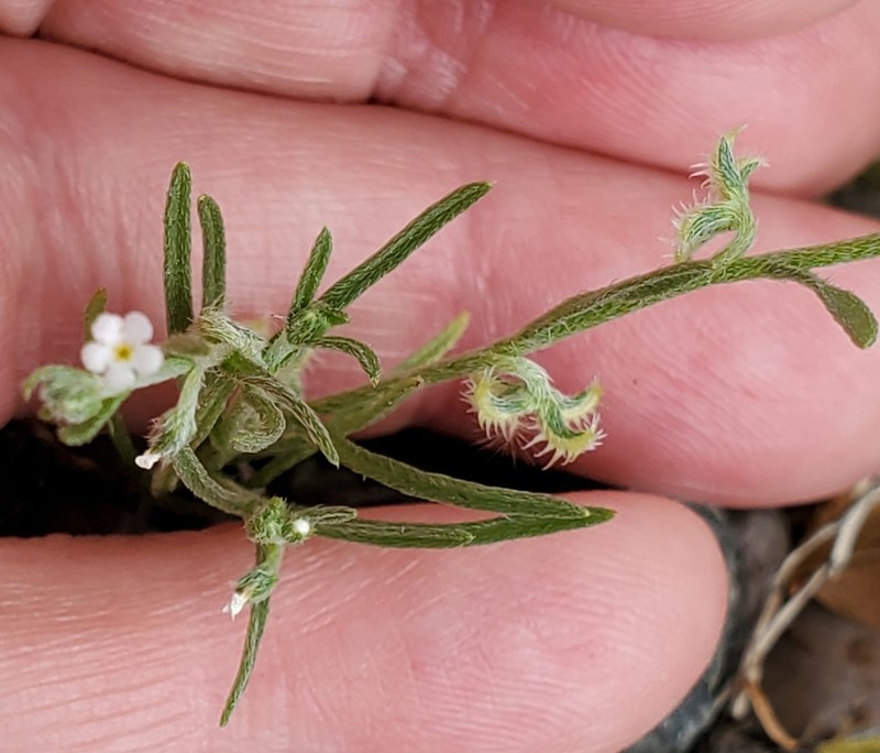 Curvenut Combseed photo 5