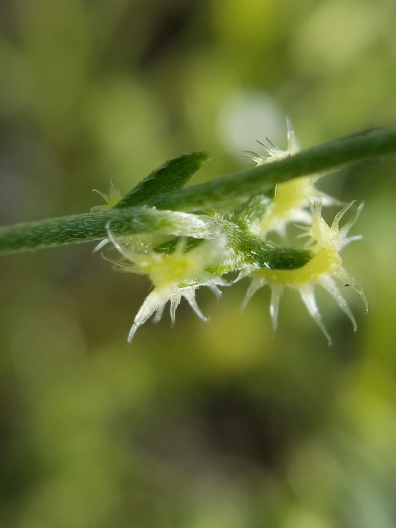 Curvenut Combseed photo 6