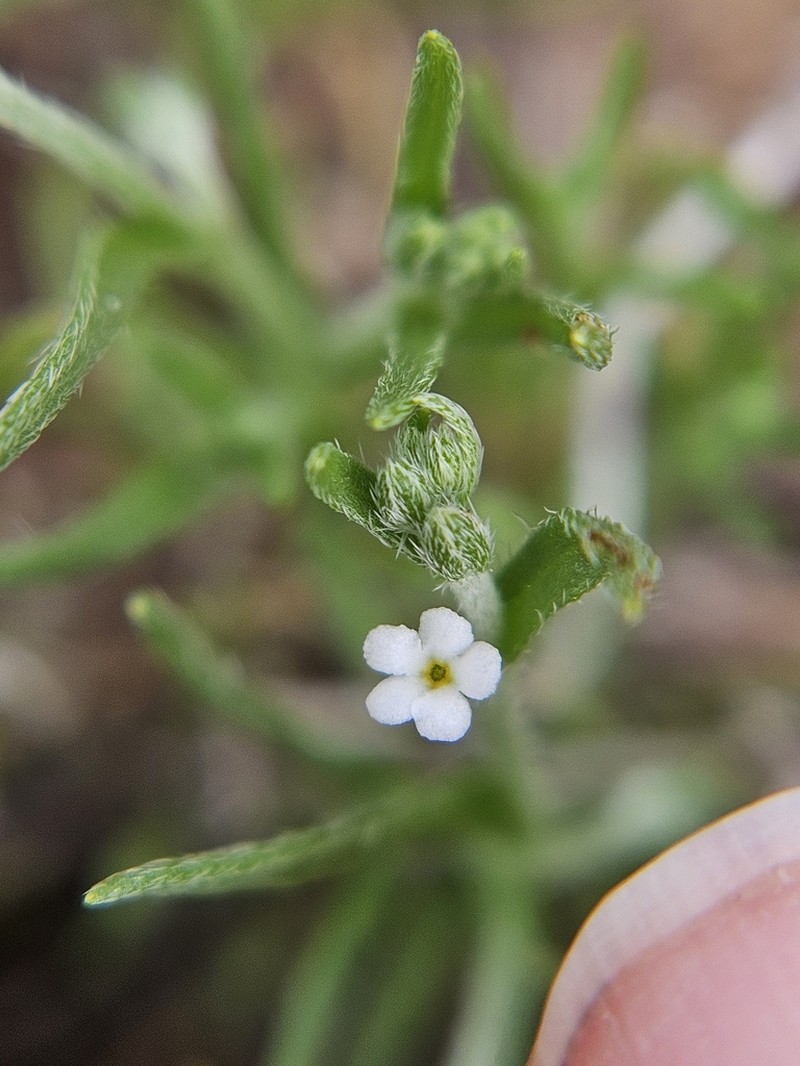 Curvenut Combseed photo 7