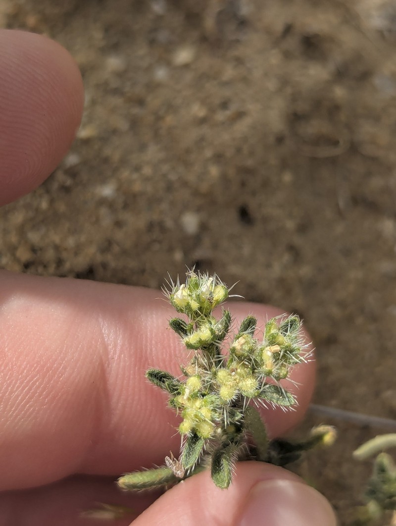 Moth Combseed photo 7