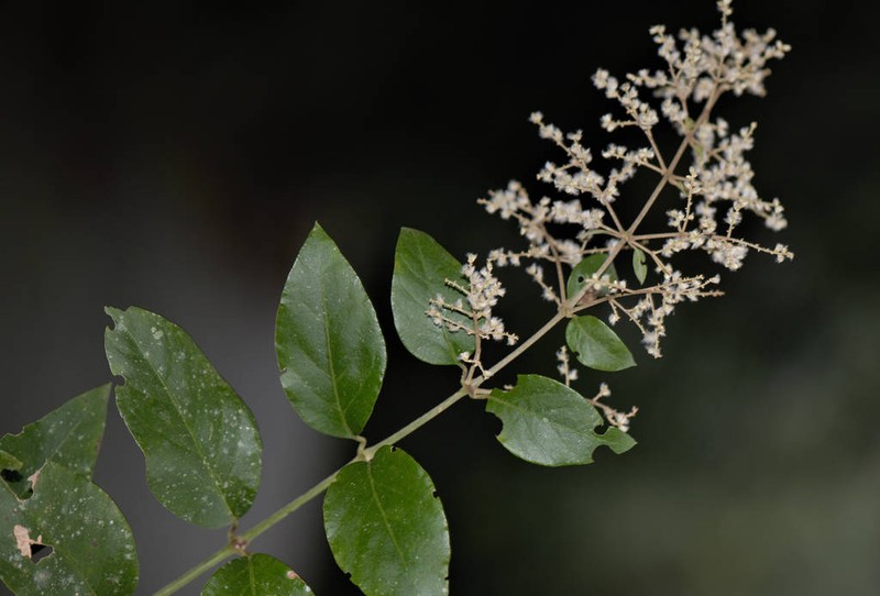 Tropical Bloodleaf